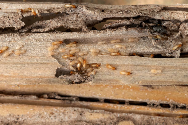 Spider Control Near Me in Bennet, NE