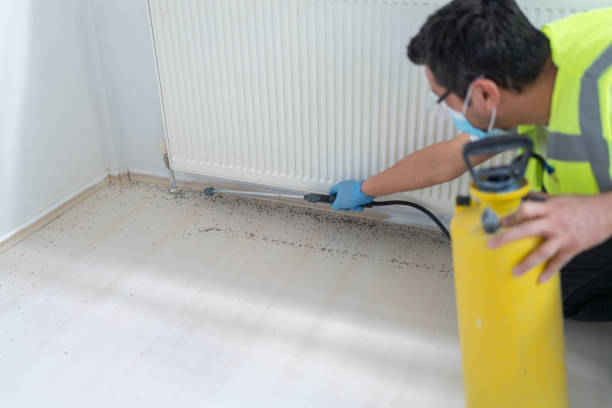 Best Local Pest Control Services  in Bent, NE